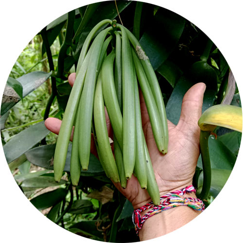 vanila brothers bali vanila brothers bali